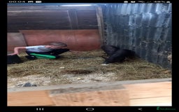 Pig livestock for sale: Ronnie and reggie  - Image 3