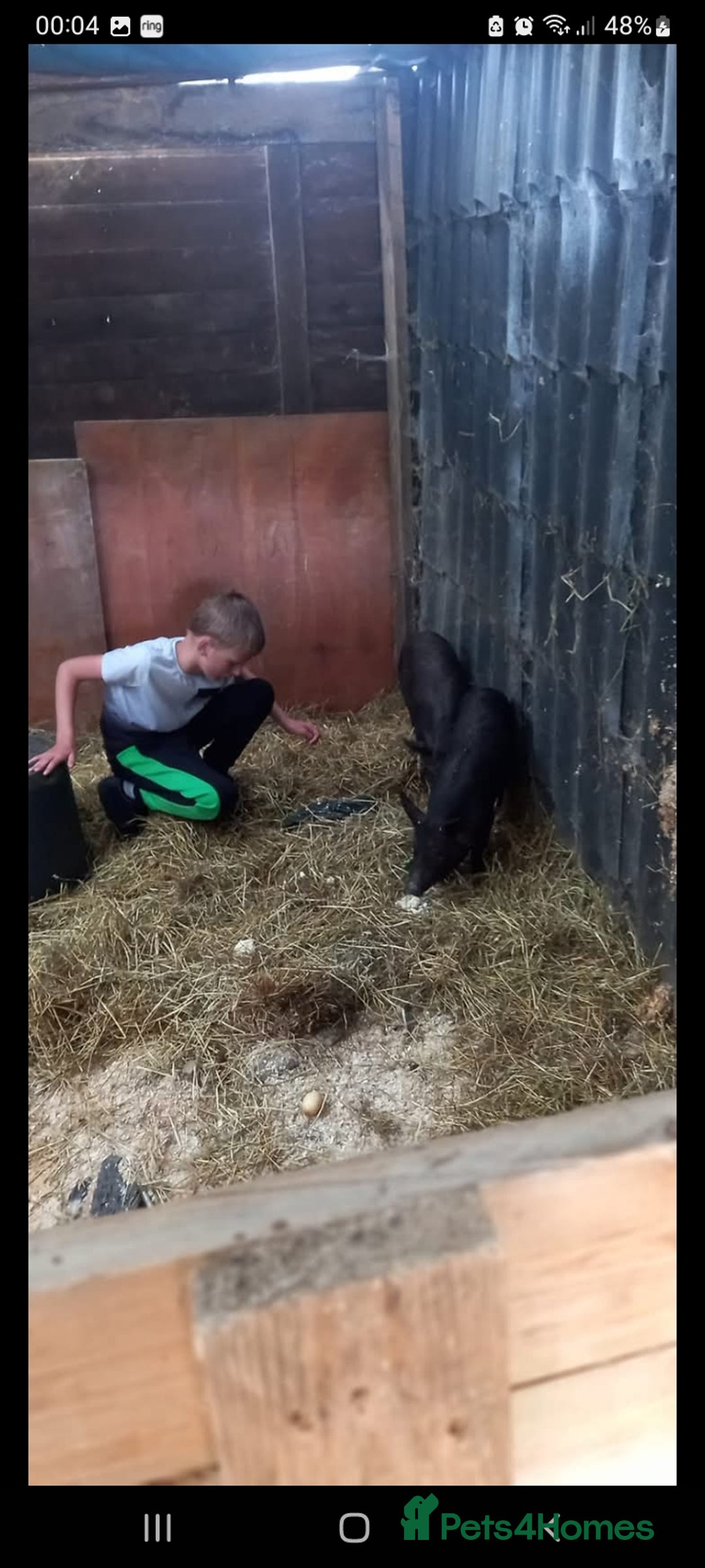 Pig livestock for sale: Ronnie and reggie  - Image 3