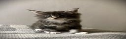 Maine Coon cats for sale: Maine Coon kittens/ Ready to Now    - Advert 16