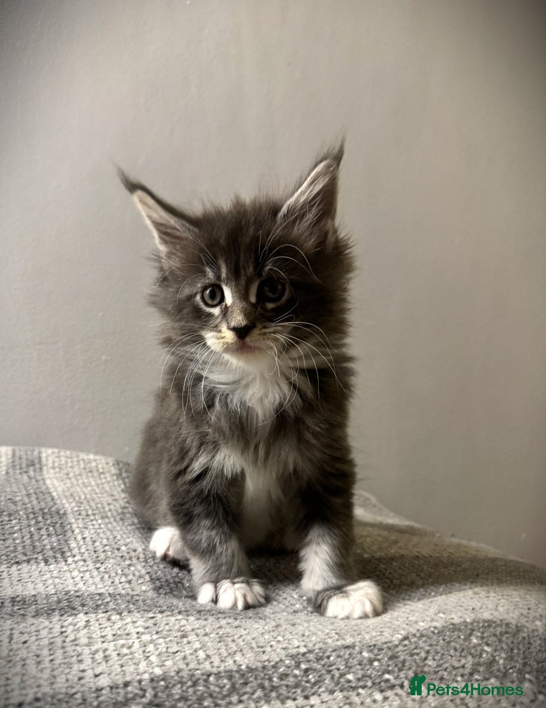 Maine Coon cats for sale: Maine Coon kittens/ Ready to Now    - Advert 16