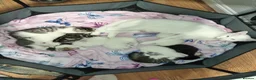 Mixed Breed cats for sale: Beautiful All White, all black & tabby kittens - Advert 5