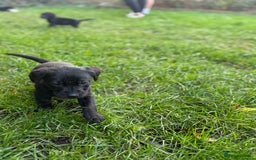 Labrador Retriever dogs for sale: Outstanding Litter of KC registered Labradors  - Image 6