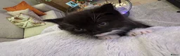 Mixed Breed cats for sale: mixed breed tuxedo kittens - 1 male and female - Advert 10