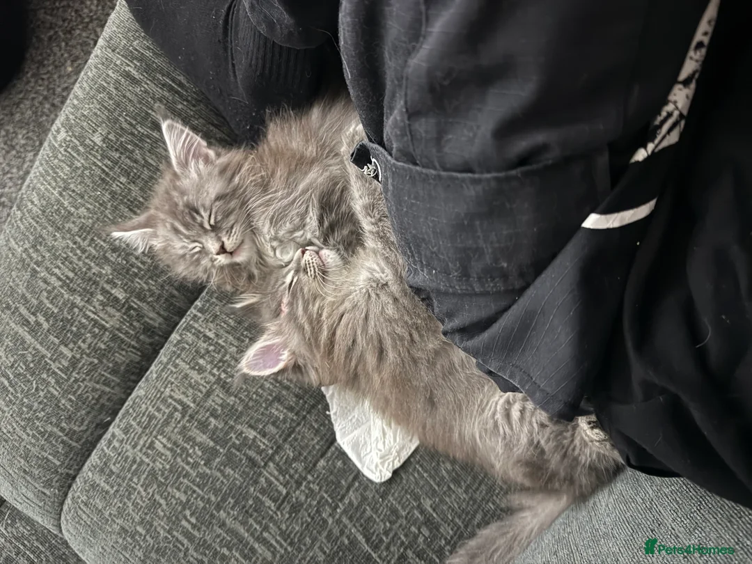 Maine Coon cats for sale: maine coon kittens  - Advert 8