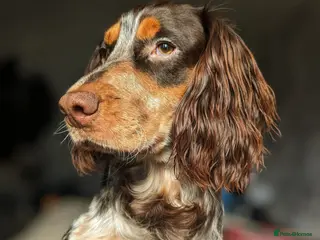 Cocker Spaniel dogs Cocker spaniel stud - Advert 1