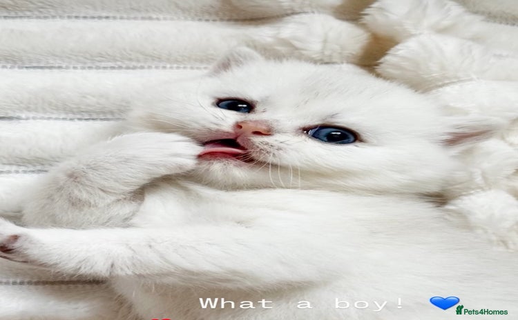 British Shorthair cats - Advert 2
