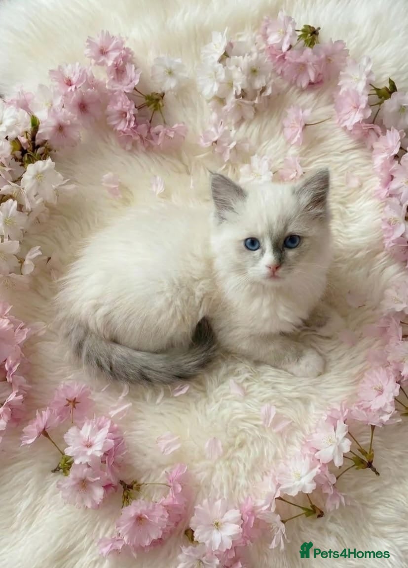 Ragdoll cats Beautiful Ragdoll kittens - Advert 2