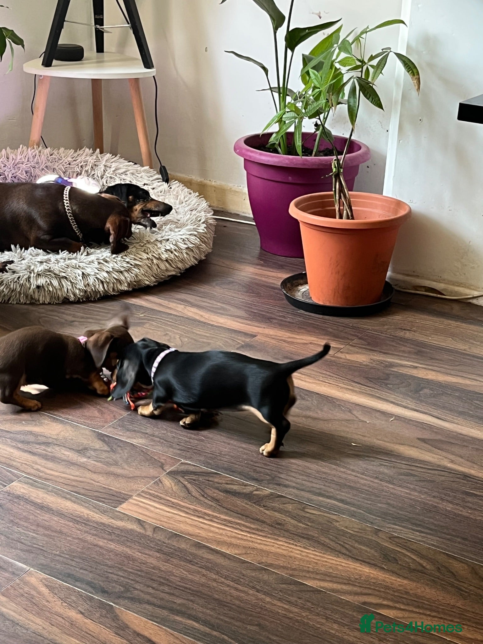 Miniature Dachshund dogs One Brown & Cream and One Black & Cream - Advert 8