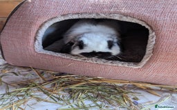 Mini Lop rabbits for sale: Monty and Muffin  - Image 14