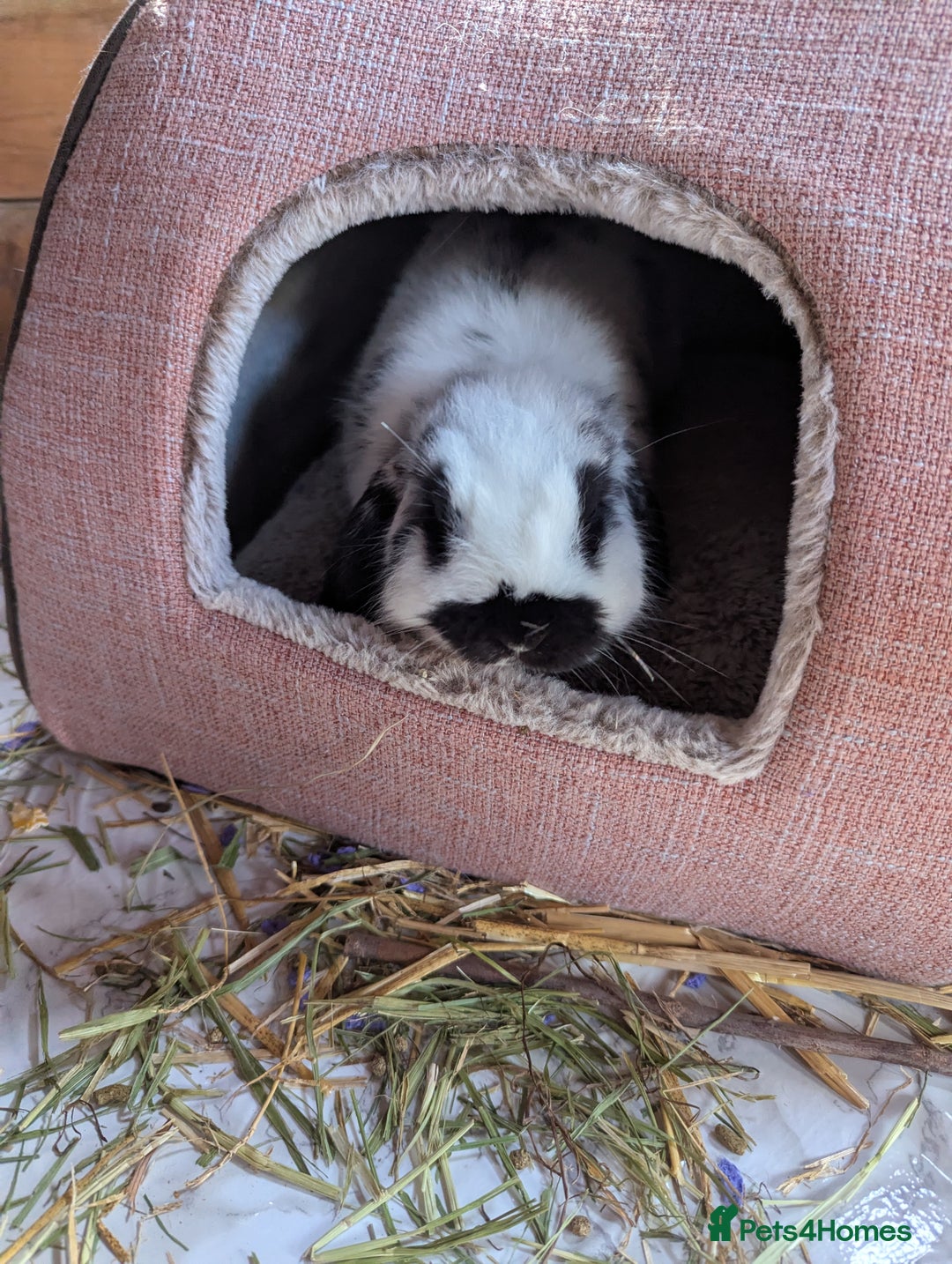 Mini Lop rabbits for sale: Monty and Muffin  - Image 14