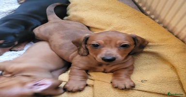 Miniature Dachshund dogs - Advert 5