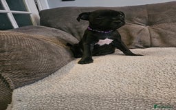 Staffordshire Bull Terrier dogs for sale: Stunning black girl - Image 18