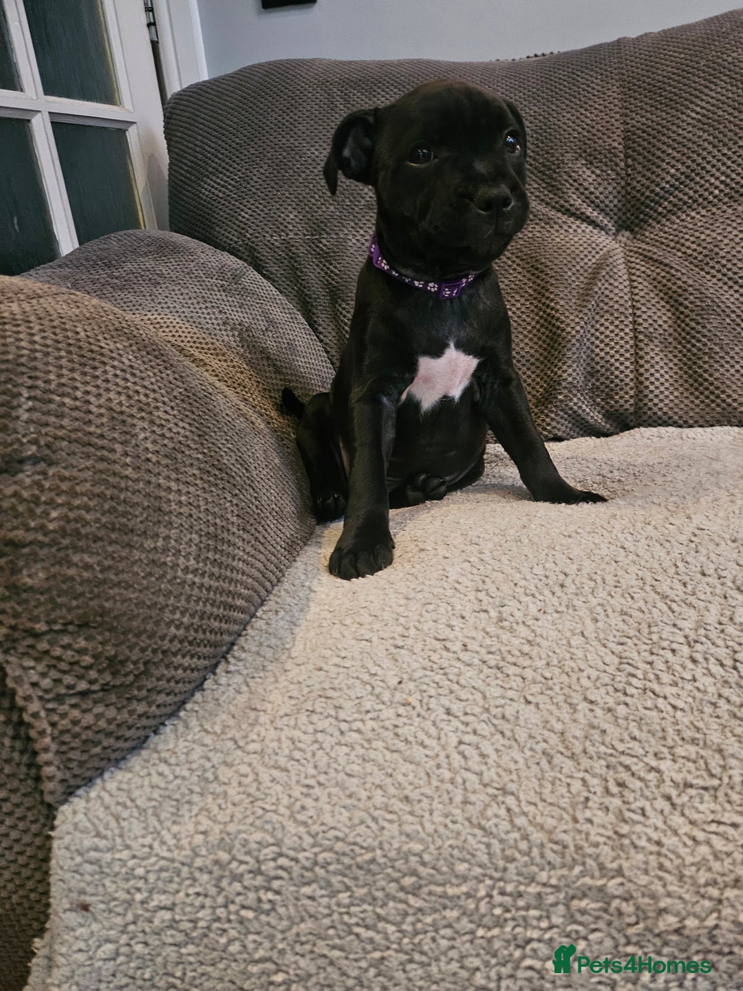 Staffordshire Bull Terrier dogs for sale: Stunning black girl - Image 18