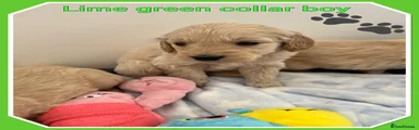 Lime collar boy
