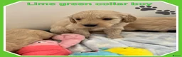 Mini Goldendoodle dogs for sale:  VETCHECKED✅STUNNING F1 MINIATURE GOLDENDOODLES 🐶 - Advert 6