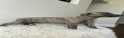 Whippet dogs for sale: Beautiful Whippet Puppies  - Advert 9