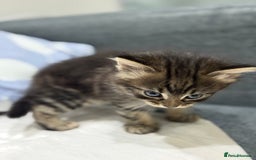 American Shorthair cats for sale: Beautiful mixed kittens - Advert 4