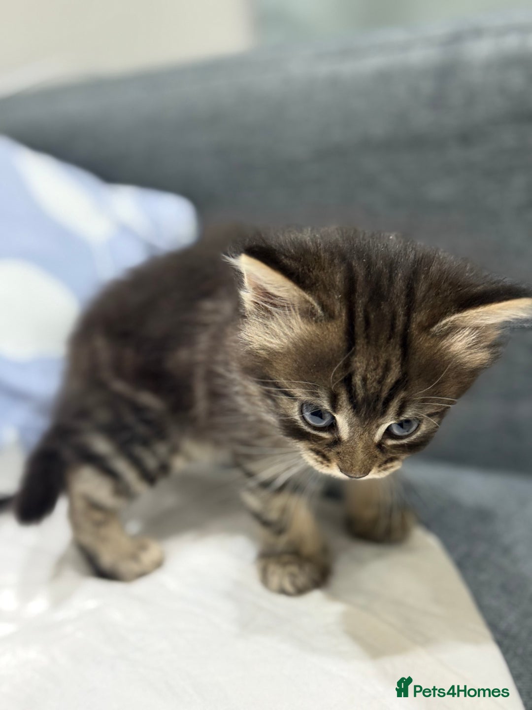 American Shorthair cats for sale: Beautiful mixed kittens - Advert 4