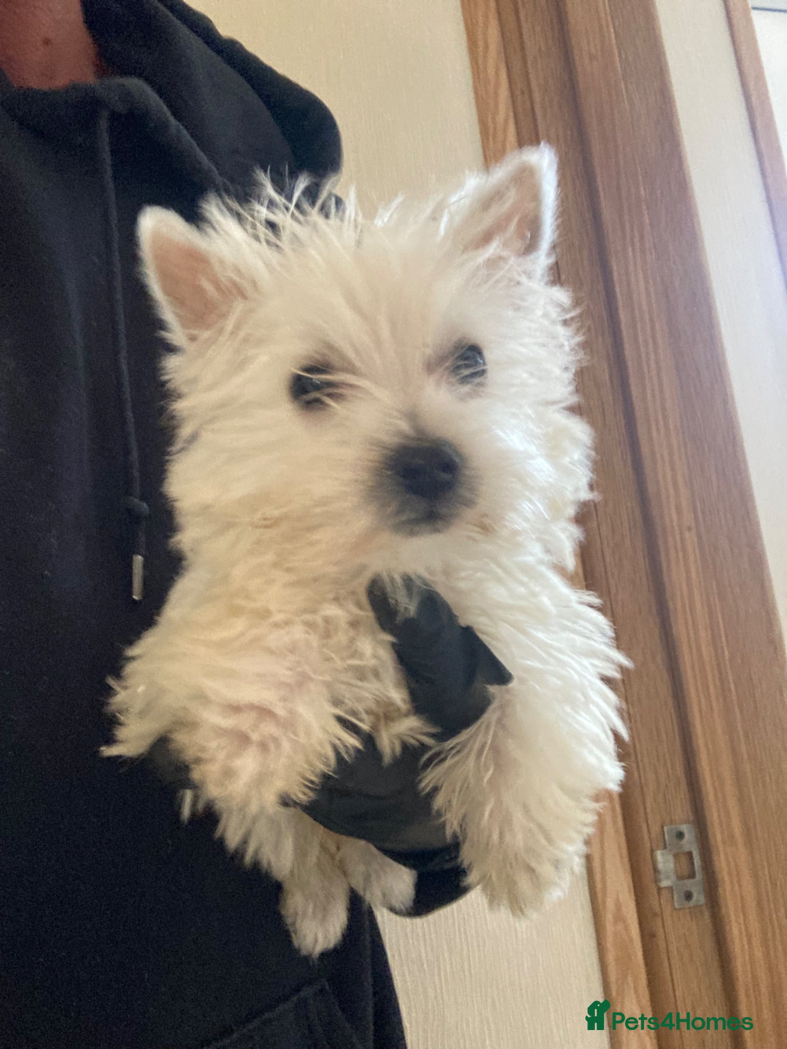 West Highland Terrier dogs Beautiful West Highland Puppy Girl  - Advert 4