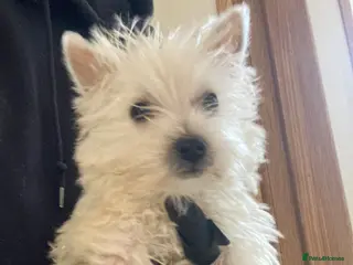 West Highland Terrier dogs Beautiful West Highland Puppy Girl - Advert 4