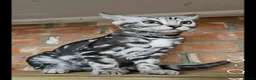 Bengal cats for sale: Sigrid the Viking warrior - Advert 4