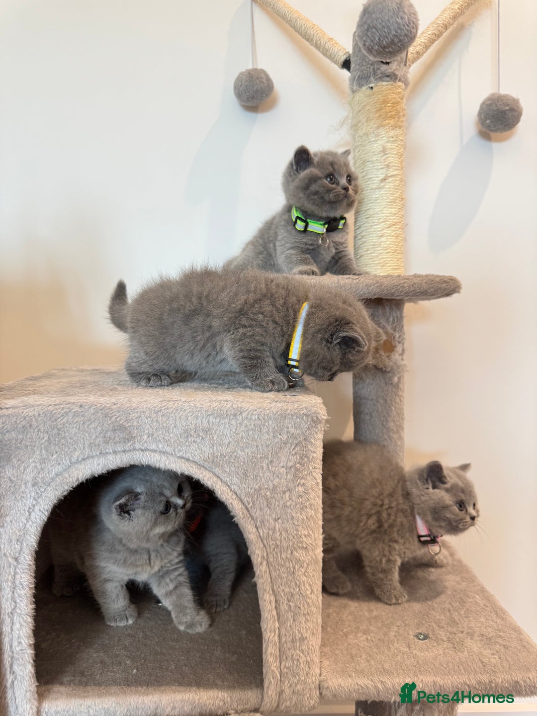 British Shorthair cats for sale: British Short Hair Kittens - Advert 3