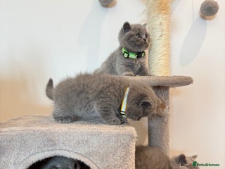 British Shorthair cats British Shorthair Kittens - Advert 9