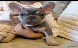 French Bulldog dogs for sale: REDUCED - FINAL 3 FRENCH BULLDOG PUPPIES - Advert 5