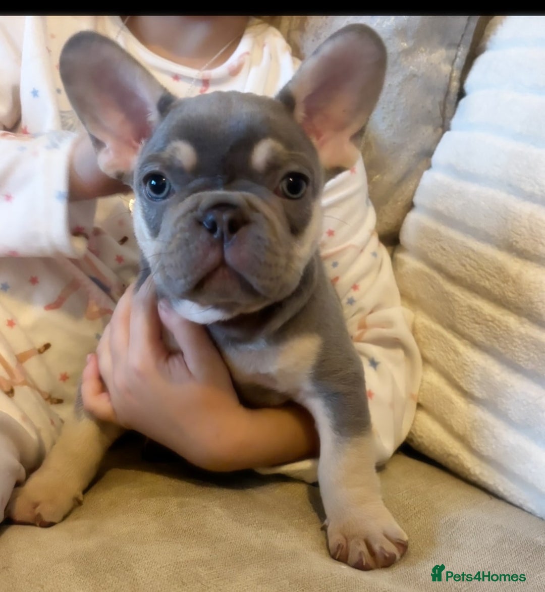 French Bulldog dogs for sale: REDUCED - FINAL 3 FRENCH BULLDOG PUPPIES - Advert 5