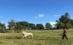 Welsh Section A horses for sale: Welsh section A Gelding - Image 12