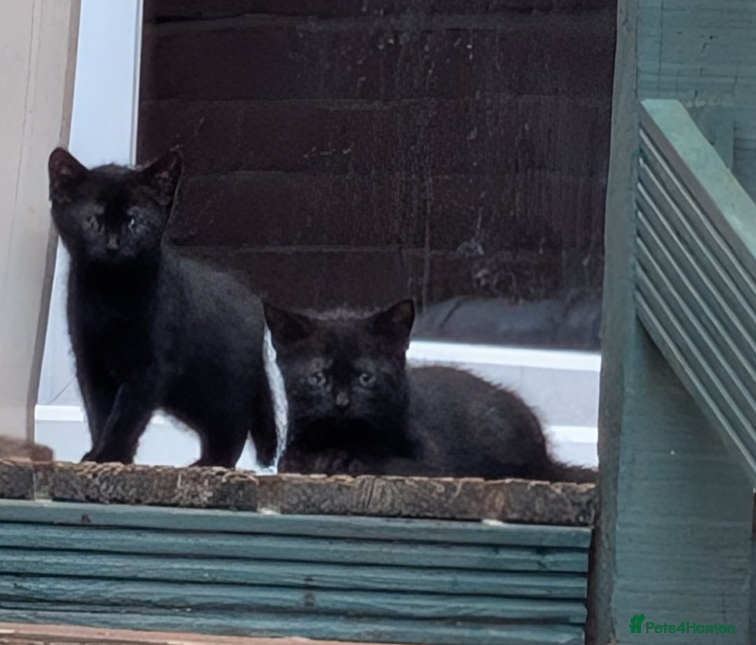 Domestic Shorthair cats for sale: 2 kittens ready now - Image 4