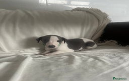 Whippet dogs for sale: kc registered Whippets  - Image 1