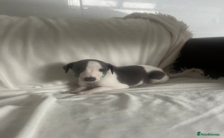 Whippet dogs - Advert 3