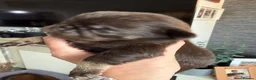 Pug dogs for sale: Kc lilac and choc pugs - 5 star licenced breeder - Advert 19