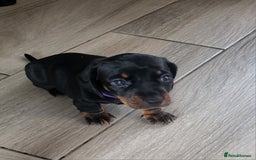 Miniature Dachshund dogs for sale: 4 female smooth haired miniature dachshunds  - Image 6