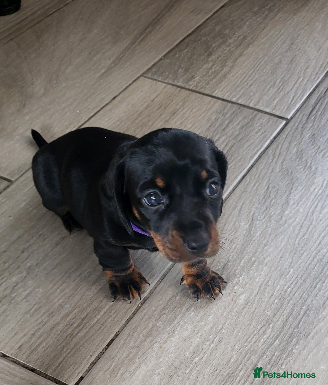 Miniature Dachshund dogs for sale: 4 female smooth haired miniature dachshunds  - Image 6