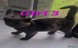 British Shorthair cats for sale: Ready to leave*bsh babies - Image 4