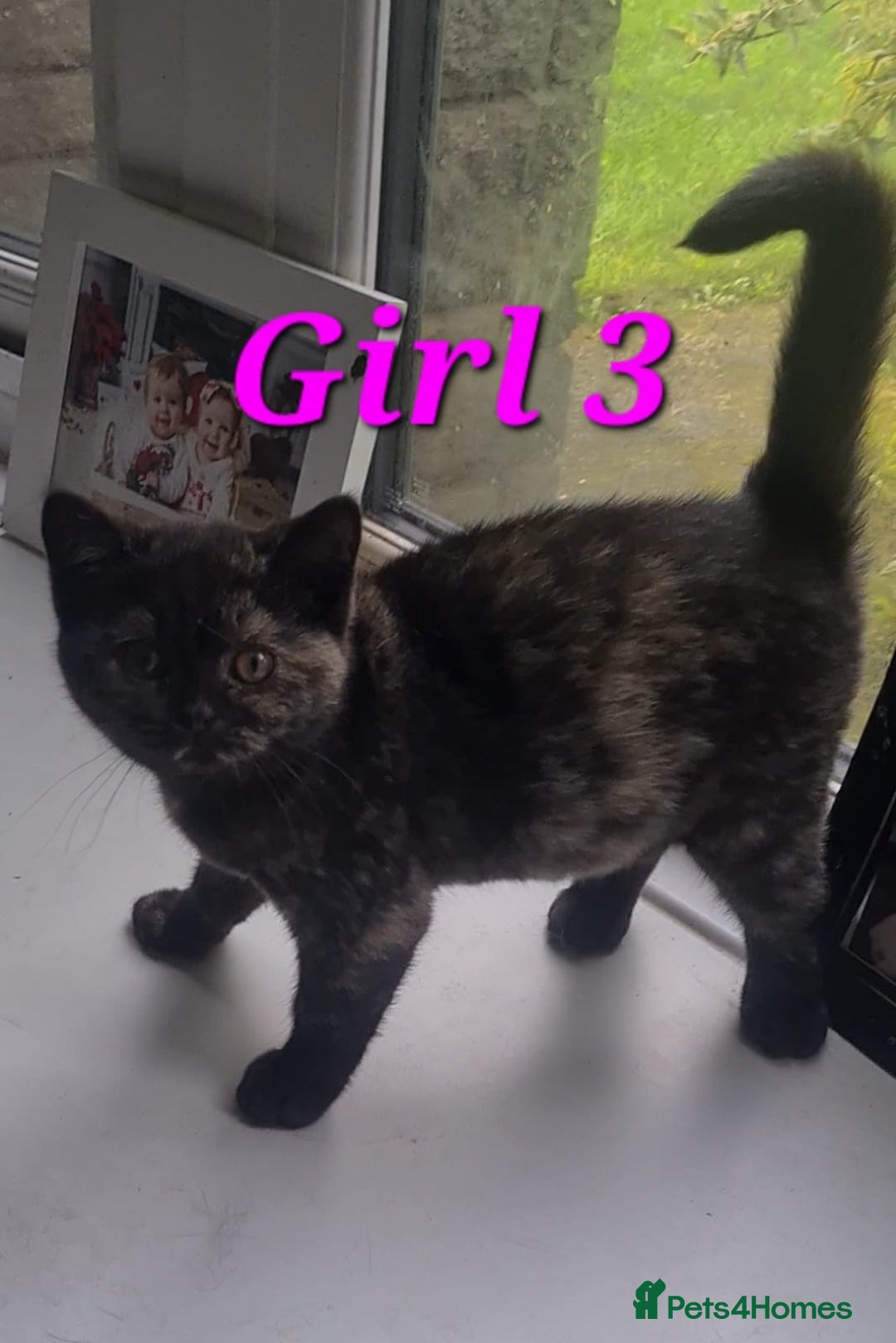 British Shorthair cats for sale: Ready to leave*bsh babies - Image 4