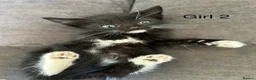 Mixed Breed cats for sale: Stunning kittens available ready now  - Advert 28