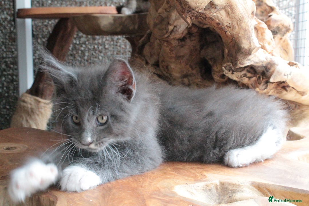 Maine Coon cats for sale: Boy 2 - Rain  - TICA Pedigree Kittens - Imported Parents - Image 16