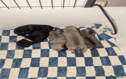 Pug dogs for sale: Pug puppies  - Image 20