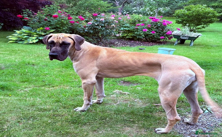 Great Dane dogs - Advert 1