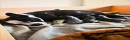 Mixed Breed dogs for sale: Boston Terrier x french bulldog Hybrid in Canterbury - Advert 9