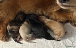 Miniature Dachshund dogs for sale: Dapple mini daxie puppy - Image 6