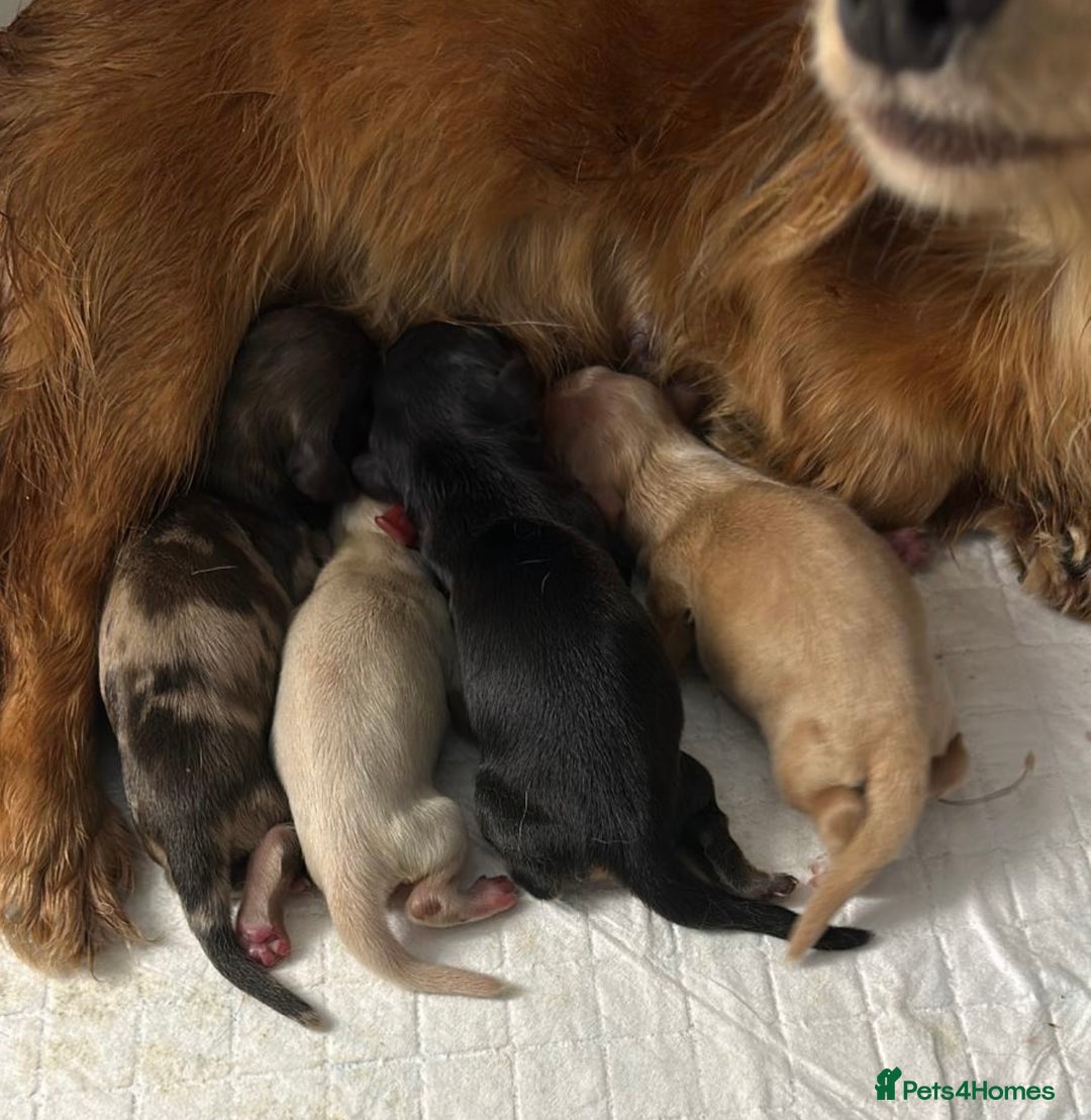 Miniature Dachshund dogs for sale: Dapple mini daxie puppy - Image 6