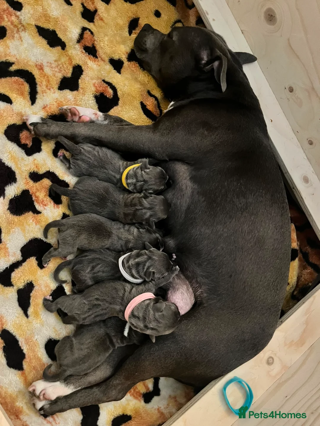 Staffordshire Bull Terrier dogs for sale: Champion Bloodline KC Registered - Advert 16