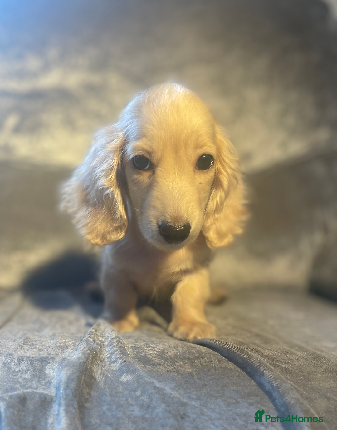 Dachshund dogs for sale: cream KC long haired miniature dachshunds for sale - Image 12