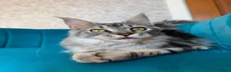 Maine Coon cats for sale: TICA Pedigree Registered Maine Coon Kittens - Advert 20