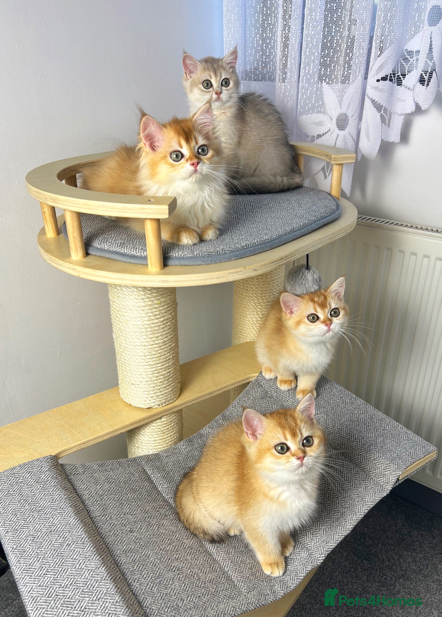 British Shorthair cats Beautiful Golden British Shorthair Kittens - Advert 1
