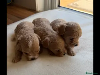 Maltipoo dogs BEAUTIFUL MALTIPOO F1 PUPPIES - Advert 13